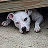 animal, canine, closeup, collar, concrete, curious, dog, ears, face, lying_down, nose, outdoor, paws, pet, quiet, resting, shaded, spot, white_dog, wood