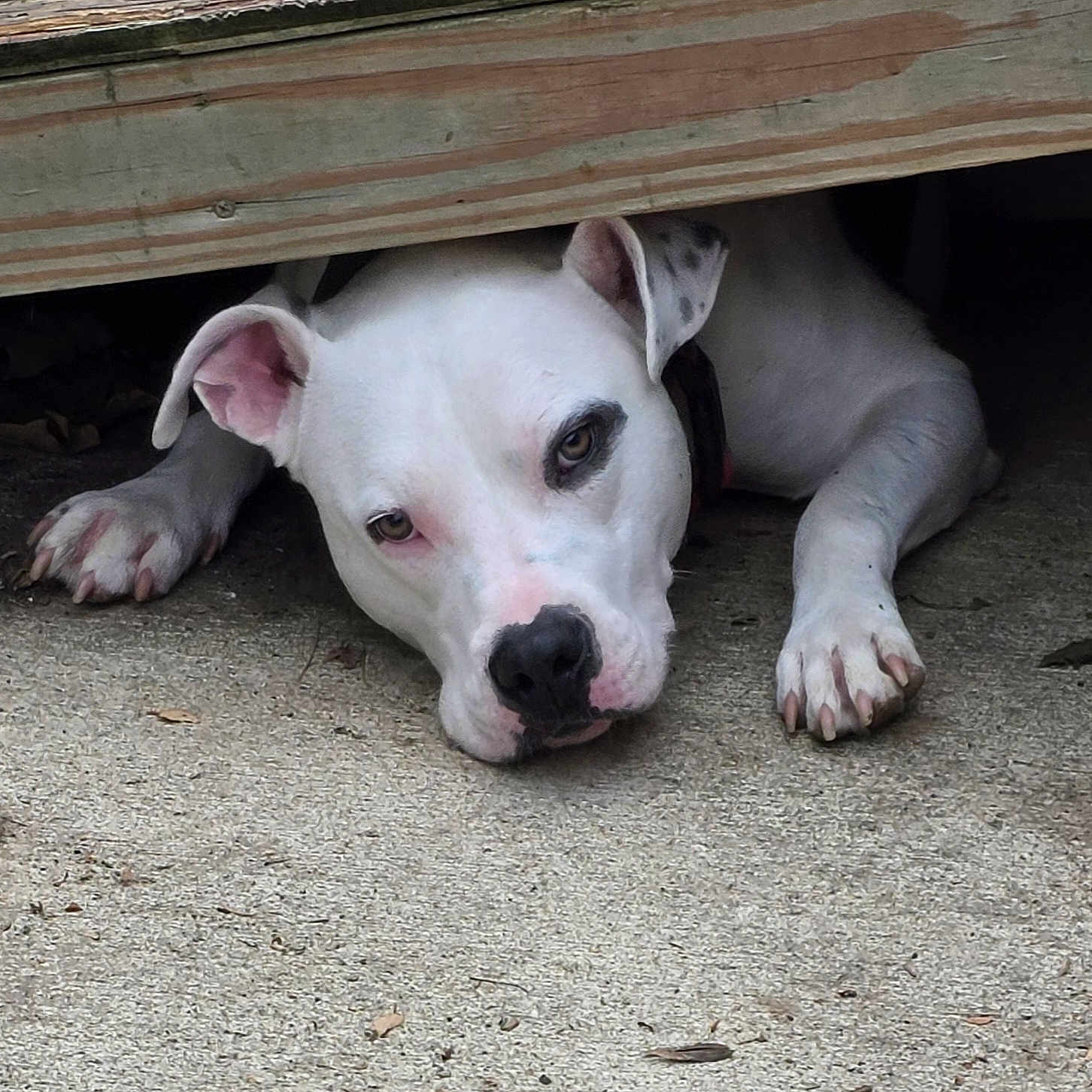 Rooger Murphy is registered to the contest to win money with this photo: animal, canine, closeup, collar, concrete, curious, dog, ears, face, lying_down, nose, outdoor, paws, pet, quiet, resting, shaded, spot, white_dog, wood