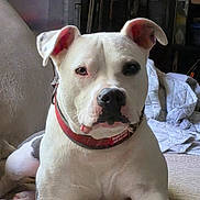 Rooger Murphy is registered to the contest to win money with this photo: animal, blanket, calm, canine, close_up, collar, dog, domestic_animal, ears, face, furniture, indoor, looking_at_camera, nose, pet, portrait, quiet, red_collar, resting, white_dog