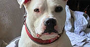 Rooger Murphy is registered to the contest to win money with this photo: animal, blanket, calm, canine, close_up, collar, dog, domestic_animal, ears, face, furniture, indoor, looking_at_camera, nose, pet, portrait, quiet, red_collar, resting, white_dog
