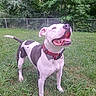 Rooger Murphy is registered to the contest to win money with this photo: animal, canine, collar, dog, ears, fence, friendly, grass, greenery, happy, muzzle, nature, outdoor, park, pet, playful, smiling, summer, tail, tongue