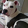 Rooger Murphy is registered to the contest to win money with this photo: animal, bed, black_spots, calm, canine, closeup, collar, cute, dog, domestic_animal, ears, face, fur, indoor, laying_down, looking, pet, portrait, resting, white_dog