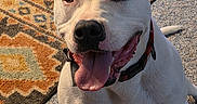 Rooger Murphy is registered to the contest to win money with this photo: animal, canine, carpet, closeup, collar, dog, domestic_animal, ears_up, friendly, happy, indoor, patterned_rug, pet, portrait, rug, sitting, smiling, sunlight, tongue_out, white_dog
