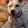 Rooger Murphy is registered to the contest to win money with this photo: animal, canine, carpet, closeup, collar, dog, domestic_animal, ears_up, friendly, happy, indoor, patterned_rug, pet, portrait, rug, sitting, smiling, sunlight, tongue_out, white_dog