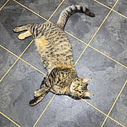 Simba is registered to the contest to win money with this photo: animal, black, cat, cozy, curious, domestic, feet, floor, fur, gray, indoor, looking_up, paws, pet, relaxed, socks, tabby, tiles, whiskers, white