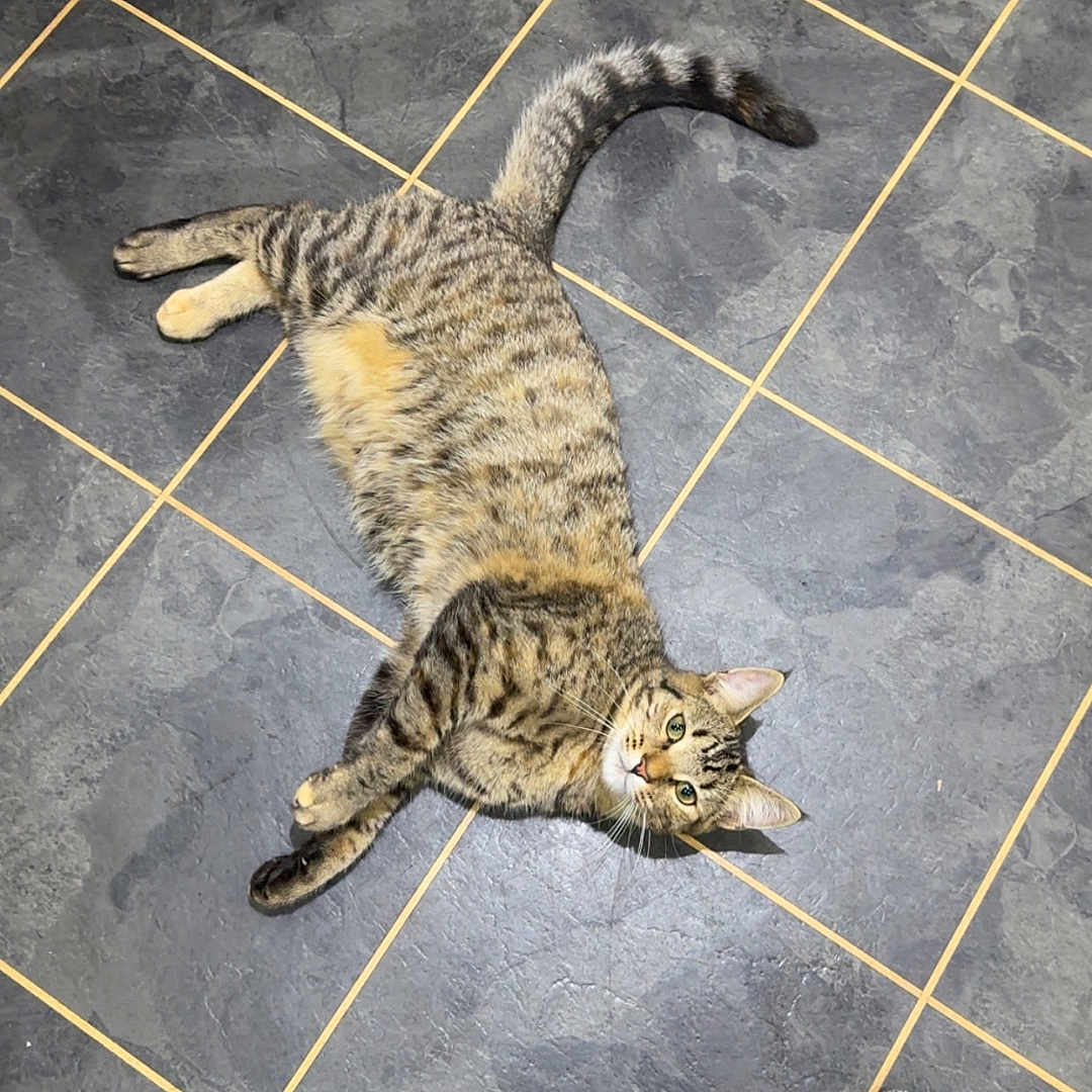 Simba is registered to the contest to win money with this photo: animal, black, cat, cozy, curious, domestic, feet, floor, fur, gray, indoor, looking_up, paws, pet, relaxed, socks, tabby, tiles, whiskers, white