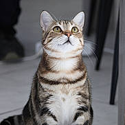 April a rejoint le concours — aidez-le/la à gagner de superbes lots ! cat, tabby, pet, animal, indoor, floor, curious, whiskers, ears, eyes, striped, feline, sitting, looking_up, domestic, cute, portrait, fur, mammal, home
