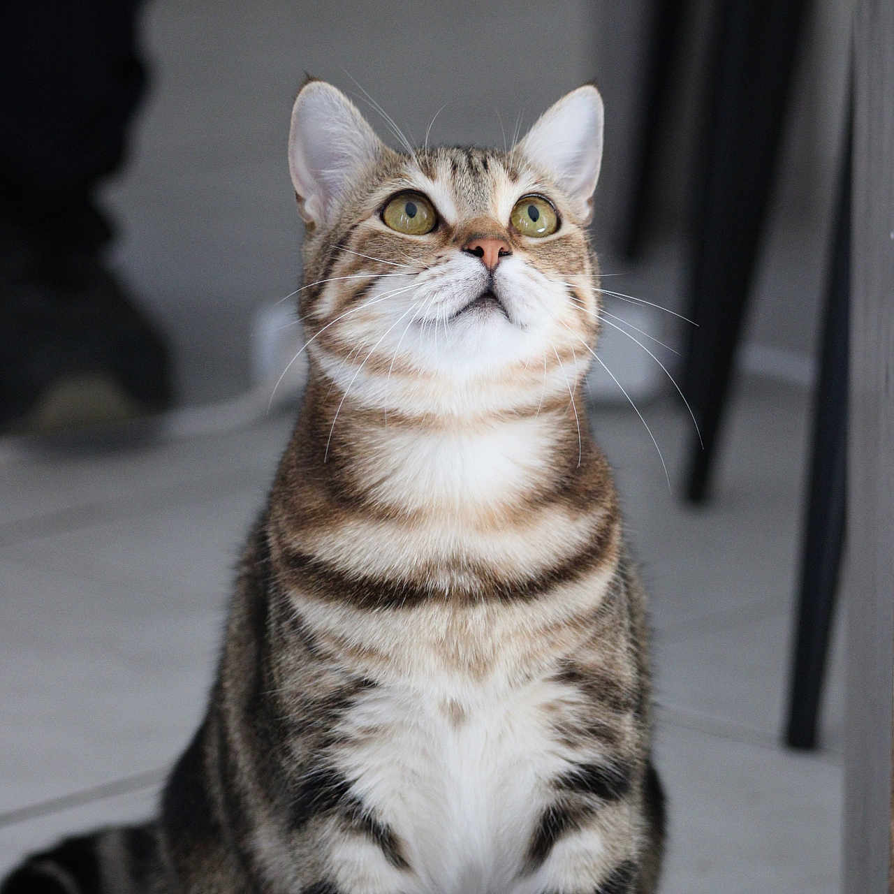 April a rejoint le concours — aidez-le/la à gagner de superbes lots ! cat, tabby, pet, animal, indoor, floor, curious, whiskers, ears, eyes, striped, feline, sitting, looking_up, domestic, cute, portrait, fur, mammal, home