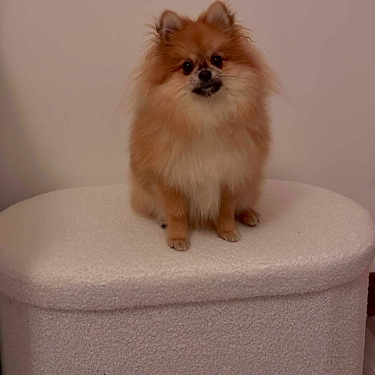 Ours participe au concours pour gagner de l'argent avec cette photo : animal, brown, companion, cozy, curious, cute, dog, domestic_animal, fluffy, fur, furniture, indoor, mammal, ottoman, pet, pomeranian, portrait, sitting, small_dog, white