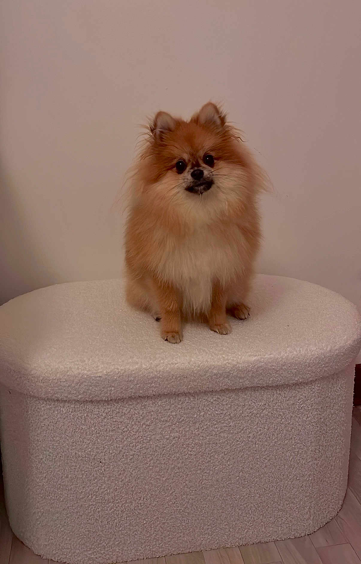 Ours participe au concours pour gagner de l'argent avec cette photo : dog, pomeranian, pet, fluffy, small_dog, sitting, indoor, furniture, ottoman, cozy, curious, cute, animal, mammal, fur, portrait, companion, domestic_animal, brown, white