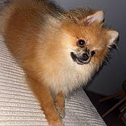 Ours a rejoint le concours — aidez-le/la à gagner de superbes lots ! dog, pomeranian, fluffy, pet, cute, animal, indoor, fur, small_dog, head_tilt, resting, canine, companion, domestic_animal, adorable, brown_fur, portrait, couch, texture, relaxed