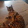 Juna a rejoint le concours — aidez-le/la à gagner de superbes lots ! animal, cat, computer, desk, diningtable, electronics, furniture, hardwood, indoors, interiordesign, kitten, laptop, manx, pc, pet, plywood, stainedwood, table, tabletop, wood
