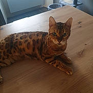 Juna participe au concours pour gagner de l'argent avec cette photo : abyssinian, animal, cat, coffeetable, couch, desk, diningtable, egyptiancat, furniture, hardwood, indoors, interiordesign, kitten, manx, ocelot, pet, plywood, stainedwood, table, wood