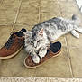 animal, brown_shoes, casual, cat, claws, cute, domestic_cat, footwear, fur, gray_cat, indoor, mammal, paw, pet, playful, relaxed, resting, sneakers, tile_floor, white_cat