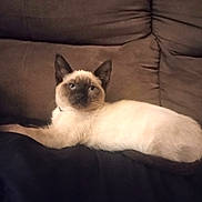 Purrdy joined the competition — help win amazing prizes! siamese_cat, cat, pet, animal, feline, indoor, couch, brown_couch, relaxed, lying_down, looking, ears, fur, whiskers, tail, home, cozy, domestic, mammal, resting