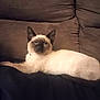 siamese_cat, cat, pet, animal, feline, indoor, couch, brown_couch, relaxed, lying_down, looking, ears, fur, whiskers, tail, home, cozy, domestic, mammal, resting