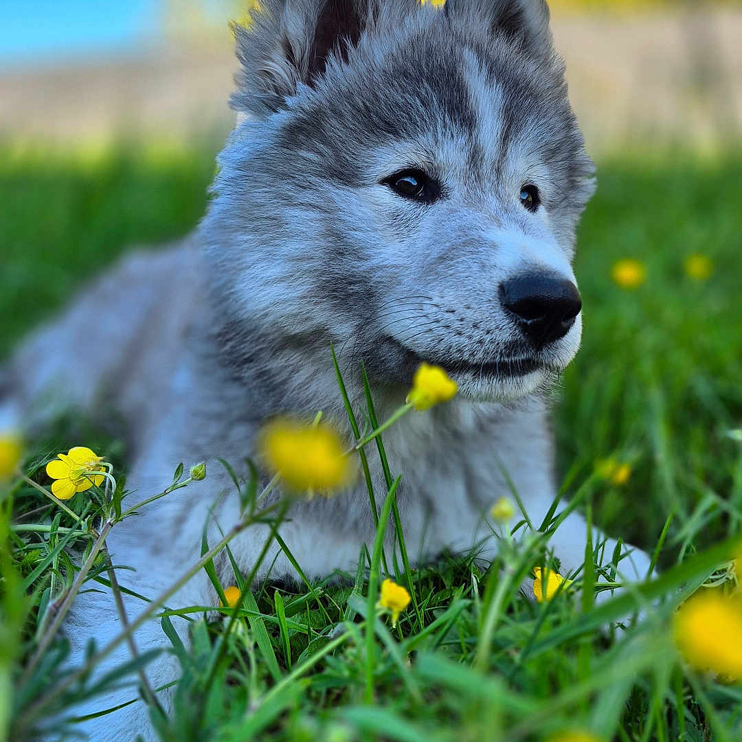 Arrow participe au concours pour gagner de l'argent avec cette photo : animal, canine, closeup, cute, daytime, dog, flora, flowers, fur, grass, greenery, nature, outdoor, peaceful, portrait, puppy, relaxed, sunlight, yellow_flowers, young_dog