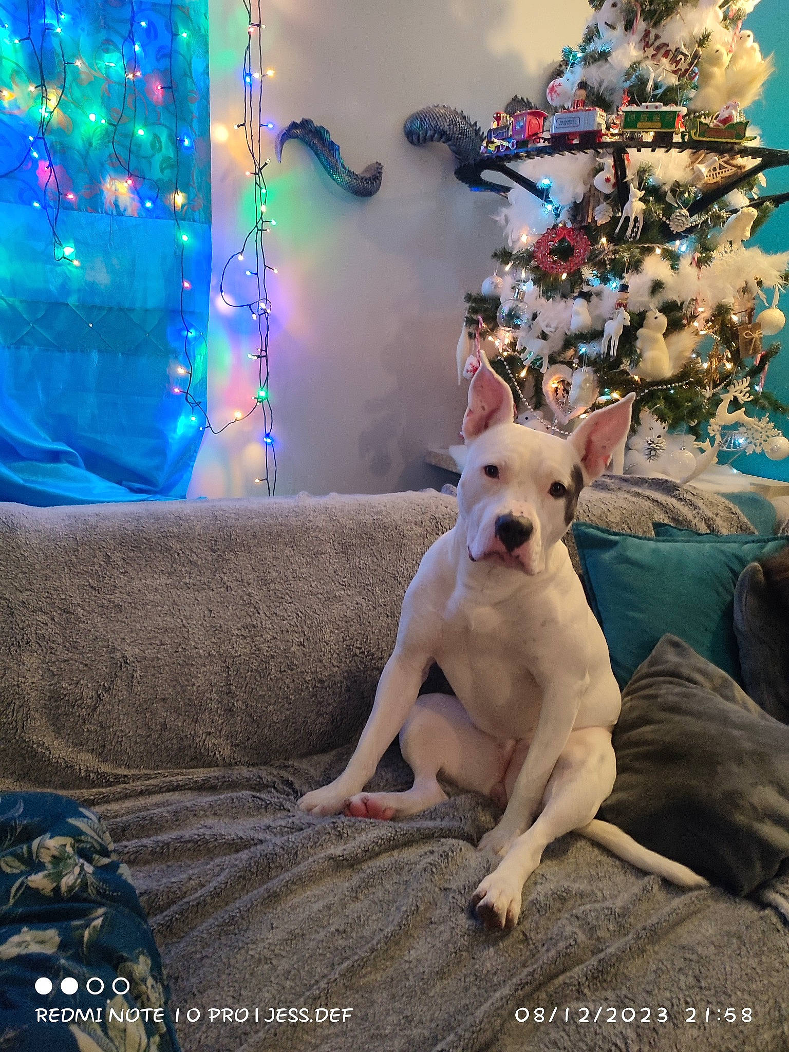 R'Lana participe au concours pour gagner de l'argent avec cette photo : art, carnivore, christmas, christmas_decoration, christmas_eve, christmas_ornament, christmas_tree, companion_dog, decoration, dog, dog_breed, event, fawn, interior_design, ornament, plant, room, tail, toy, tree