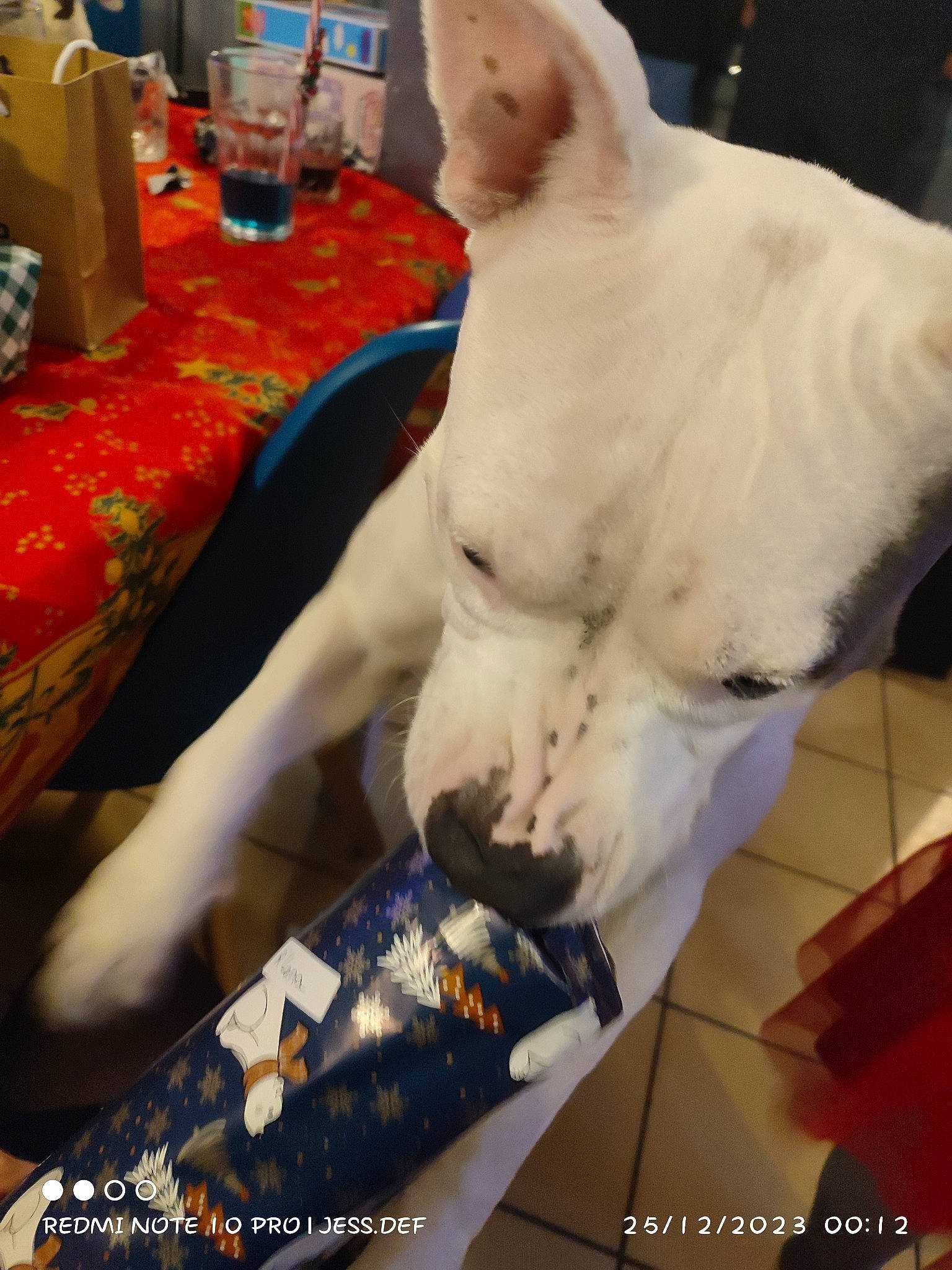 R'Lana participe au concours pour gagner de l'argent avec cette photo : art, beak, canidae, cockatoo, companion_dog, dog_breed, fawn, felidae, flesh, fur, human_leg, linens, non_sporting_group, room, small_to_medium_sized_cats, sporting_group, tail, toy, visual_arts, whiskers