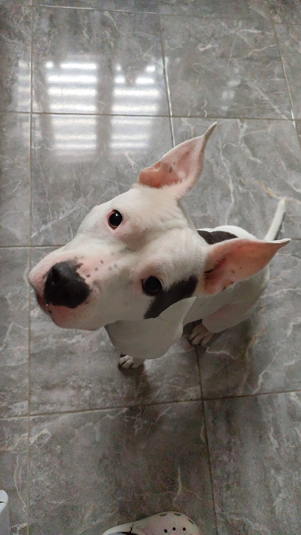 R'Lana a rejoint le concours — aidez-le/la à gagner de superbes lots ! bull_terrier, canidae, carnivore, collar, dog_breed, domestic_pig, english_white_terrier, fawn, livestock, metal, non_sporting_group, old_english_terrier, snout, sporting_group, suidae, tail, terrestrial_animal, toy, whiskers, working_animal