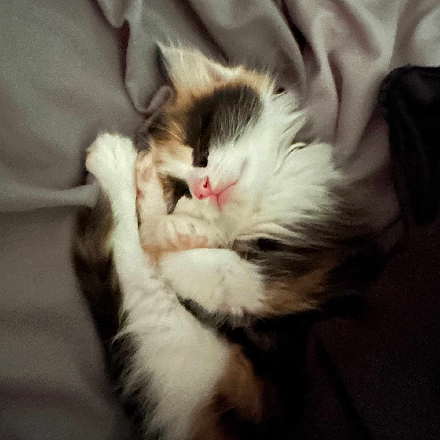Boo is registered to the contest to win money with this photo: abyssinian, animal, bed, bedroom, blanket, bodypart, cat, chair, couch, furniture, indoors, kitten, manx, mouth, person, pet, quilt, room, siamese, sleeping