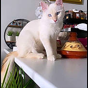 Simba participe au concours pour gagner de l'argent avec cette photo : cat, white_cat, blue_eyes, sitting, table, indoor, decorative_pot, plants, curious, feline, pet, domestic_animal, close_up, portrait, whiskers, ears, tail, houseplant, kitchen, furniture