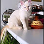 cat, white_cat, blue_eyes, sitting, table, indoor, decorative_pot, plants, curious, feline, pet, domestic_animal, close_up, portrait, whiskers, ears, tail, houseplant, kitchen, furniture