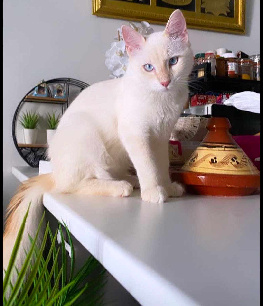 Simba