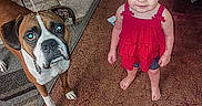 Wednesday joined the competition — help win amazing prizes! animal, barefoot, blue_eyes, boxer_dog, carpet, child, companion, curious, cute, dog, floor, furniture, home, indoor, looking_up, person, pet, red_dress, rug, toddler