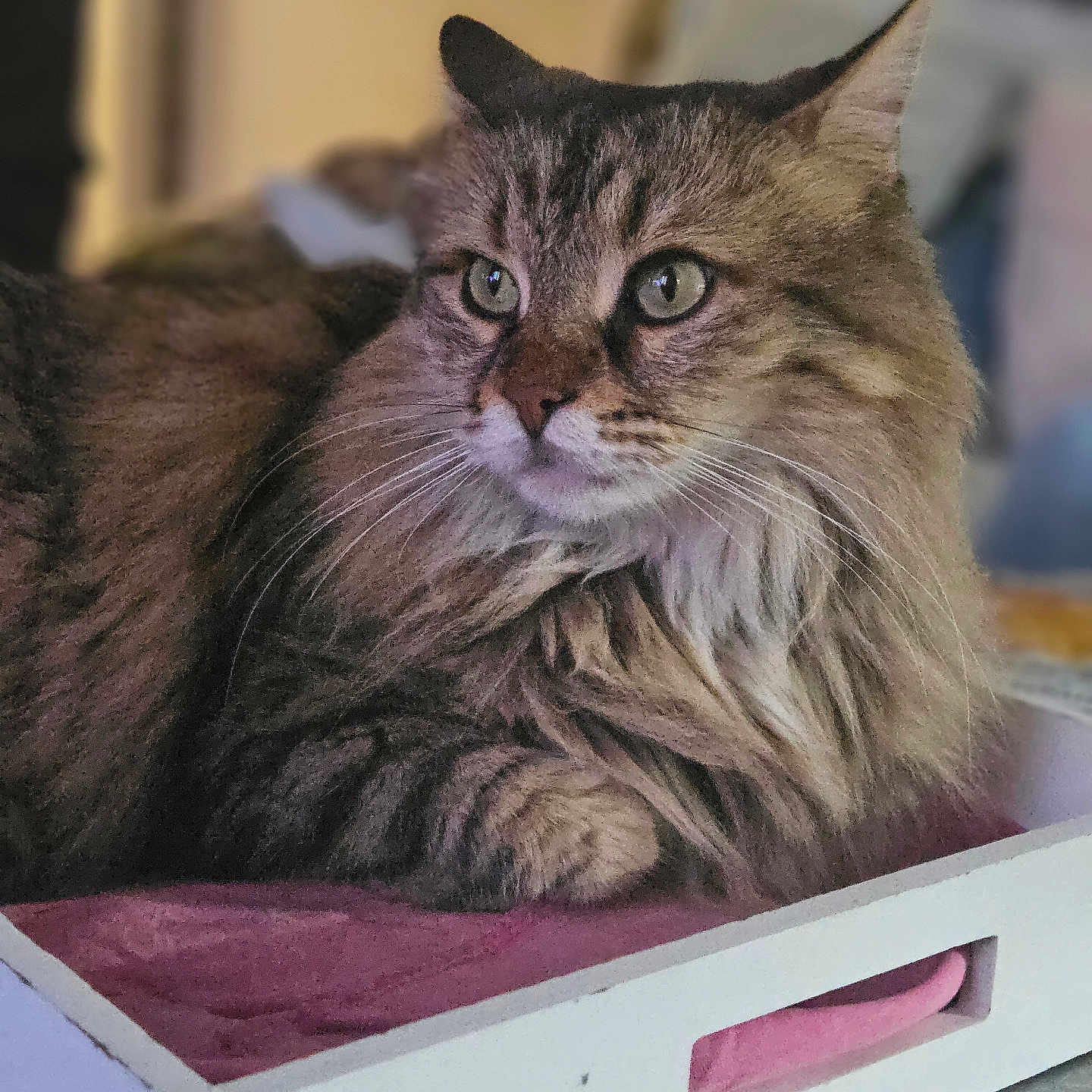 Moka a rejoint le concours — aidez-le/la à gagner de superbes lots ! animal, cat, closeup, cute, domestic_cat, eyes, feline, fluffy, fur, indoor, mammal, pet, pink_cloth, portrait, relaxed, resting, soft_light, tabby, tray, whiskers