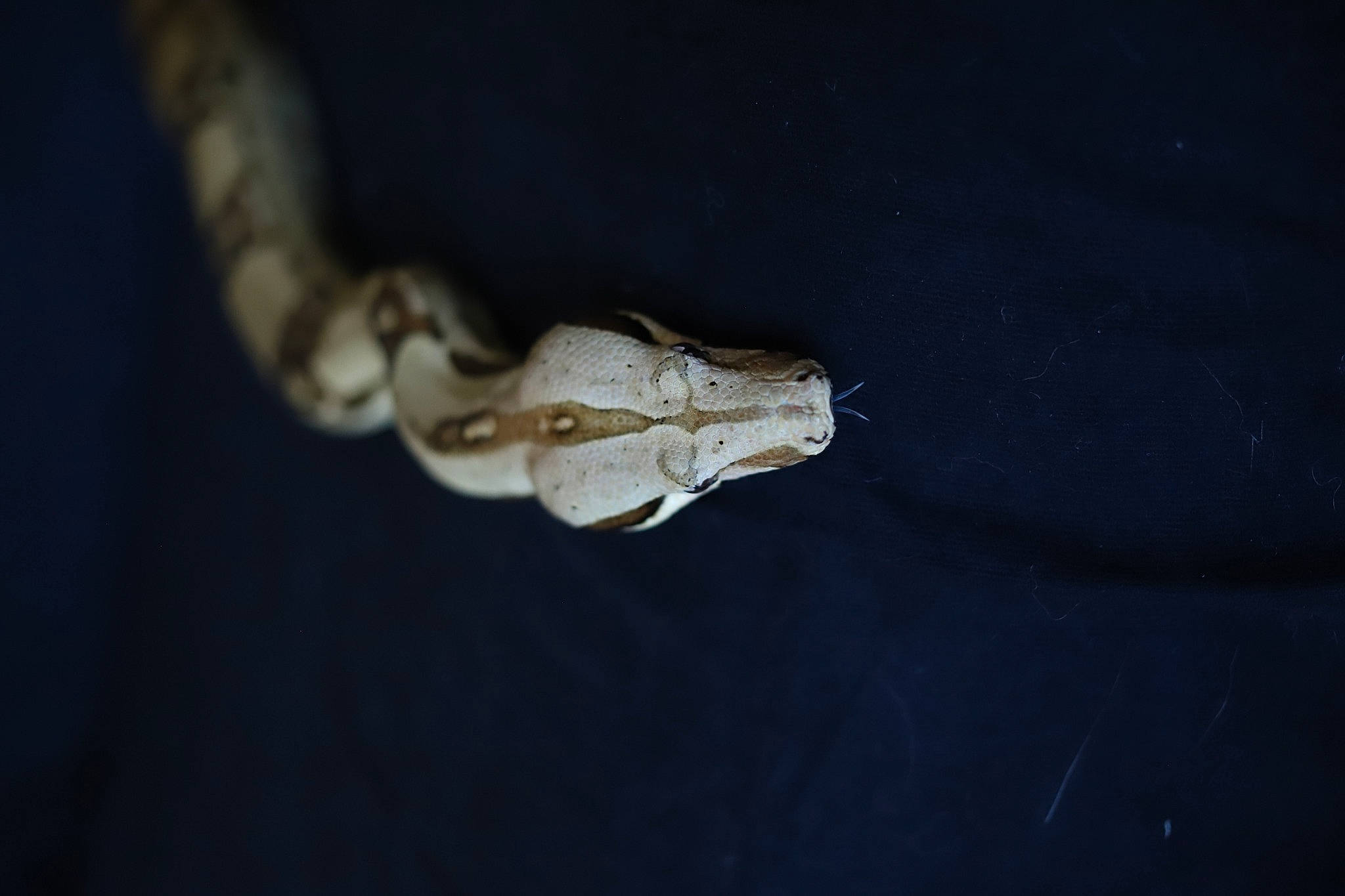 José a rejoint le concours — aidez-le/la à gagner de superbes lots ! boa, boa_constrictor, jaw, python, python_family, rattlesnake, reptile, scaled_reptile, serpent, snake, viper