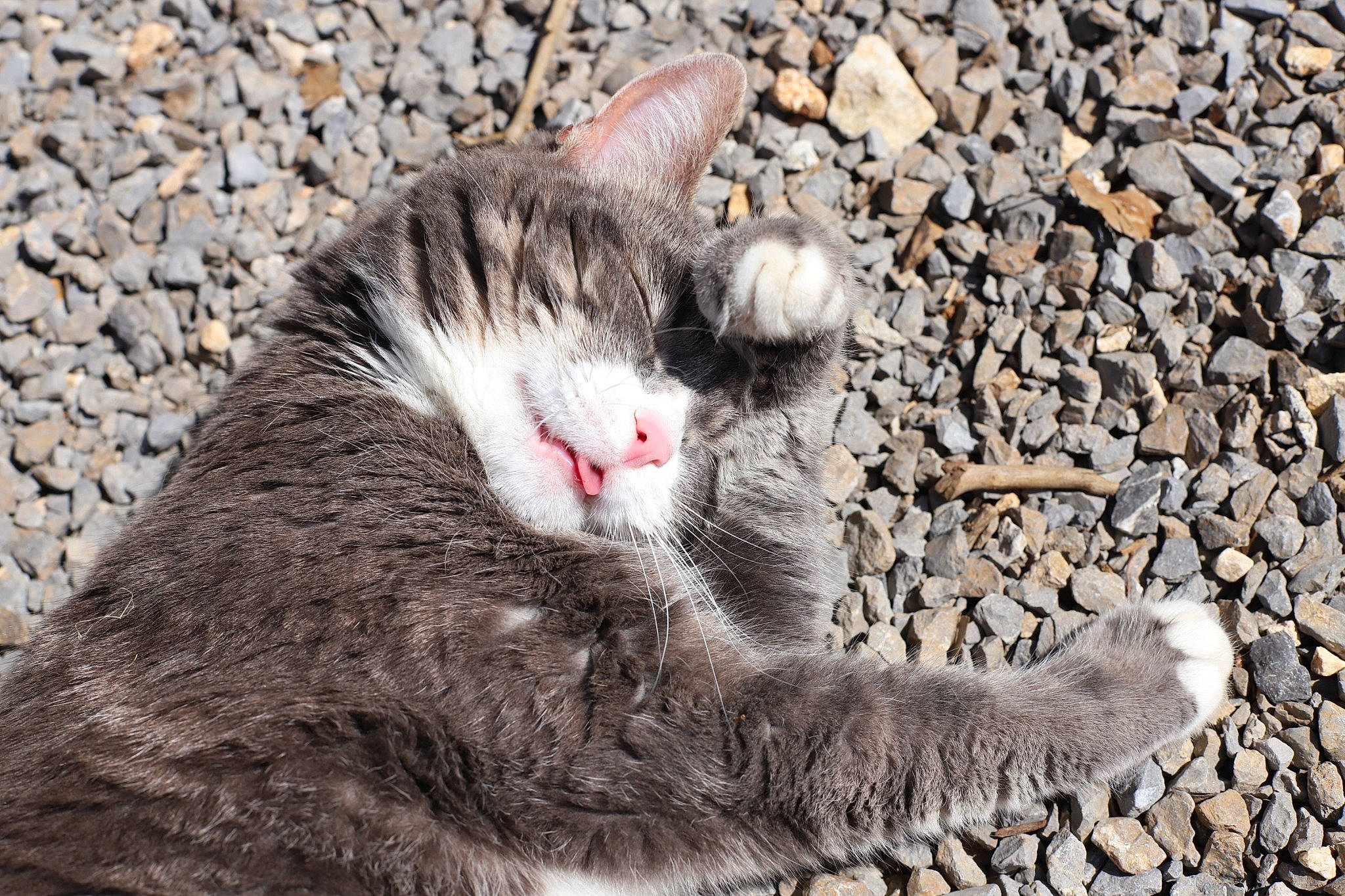 Chouky a rejoint le concours — aidez-le/la à gagner de superbes lots ! aegean_cat, american_wirehair, asian, carnivore, cat, domestic_short_haired_cat, european_shorthair, felidae, fur, kitten, organism, polydactyl_cat, small_to_medium_sized_cats, snout, tabby_cat, whiskers, wild_cat