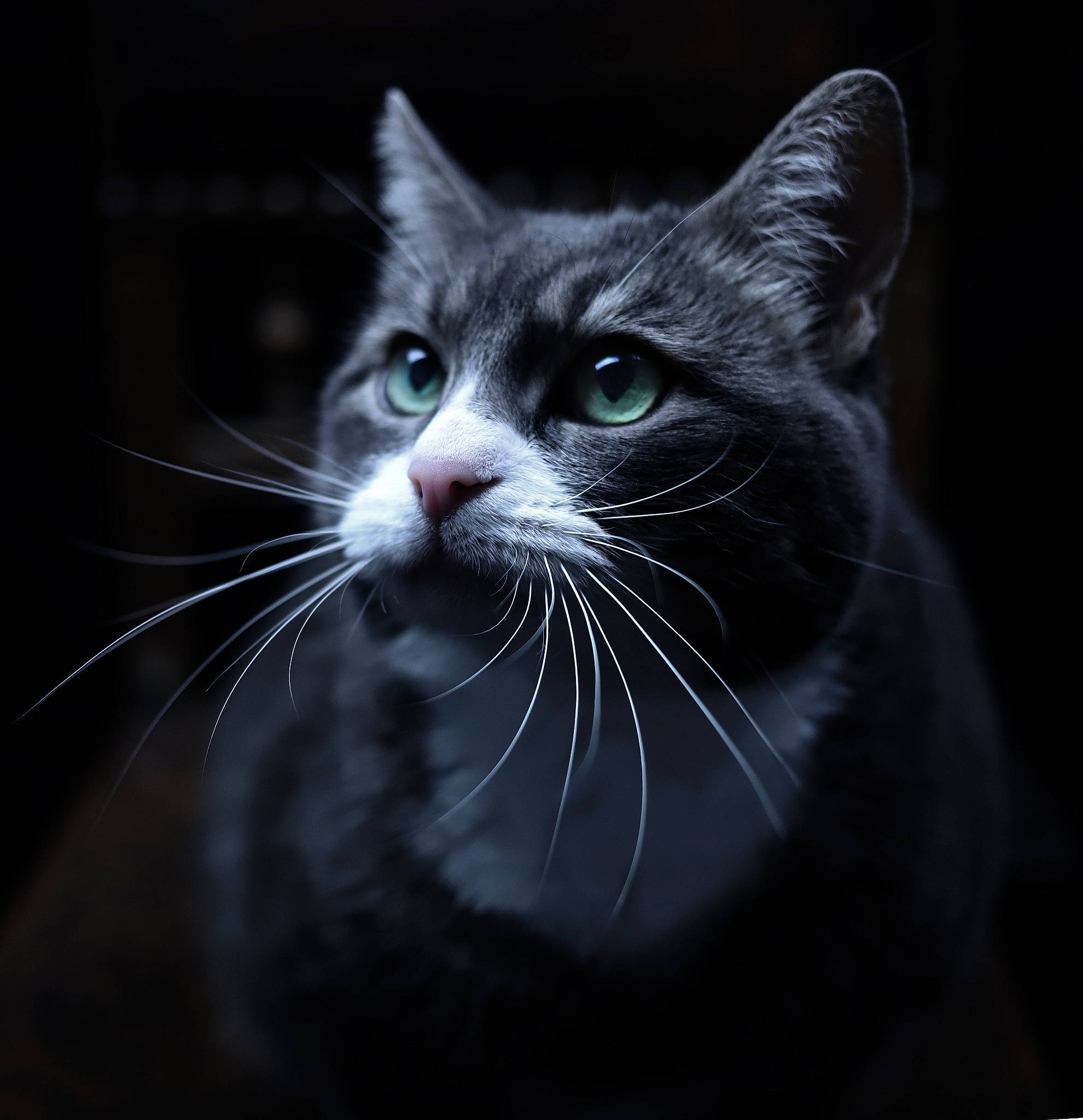 Chouky a rejoint le concours — aidez-le/la à gagner de superbes lots ! black, black_and_white, black_cat, carnivore, cat, darkness, domestic_short_haired_cat, eye, felidae, fur, kitten, monochrome, monochrome_photography, photography, small_to_medium_sized_cats, snout, stock_photography, style, whiskers