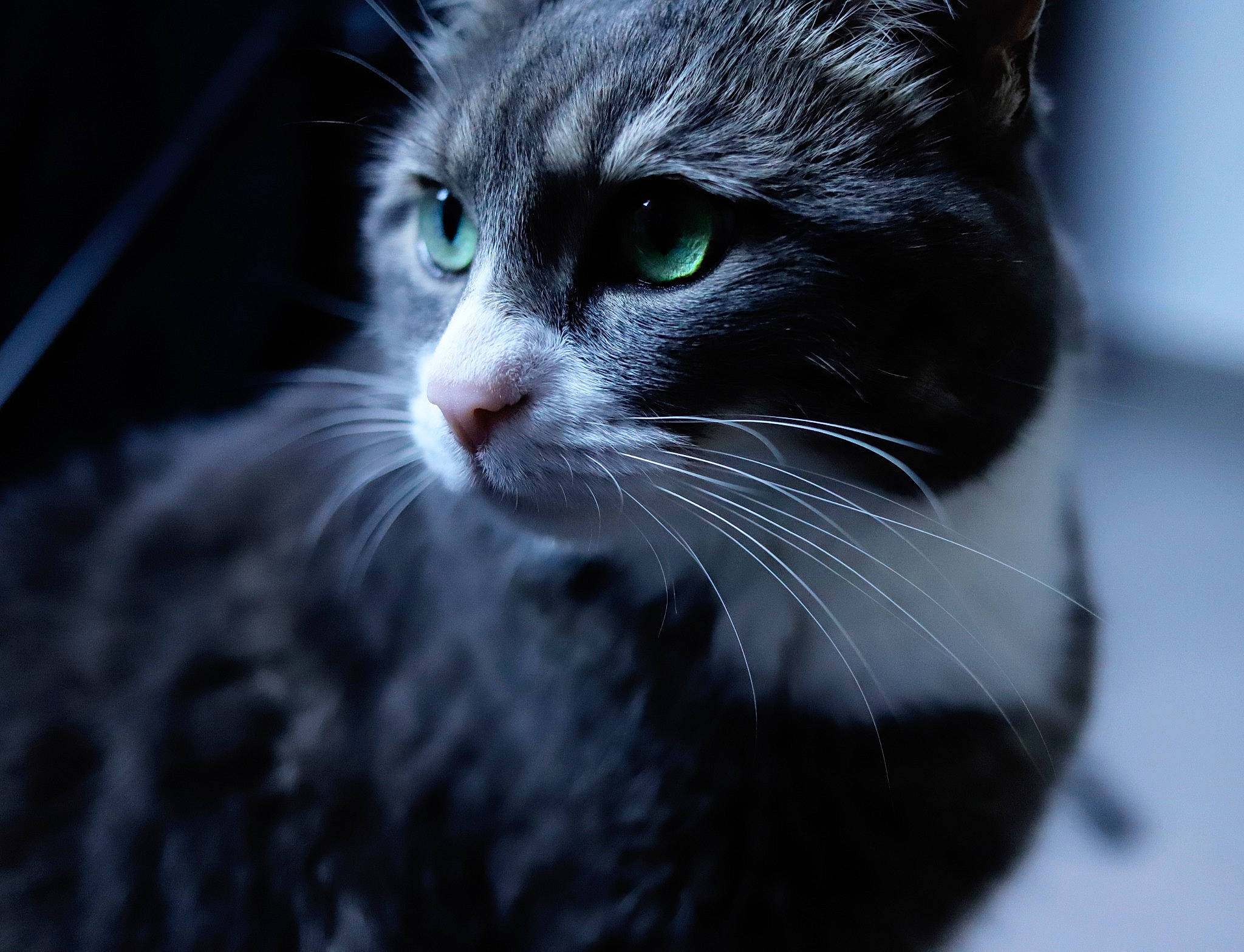 Chouky participe au concours pour gagner de l'argent avec cette photo : black, black_and_white, black_cat, carnivore, cat, domestic_short_haired_cat, european_shorthair, eye, felidae, fur, norwegian_forest_cat, small_to_medium_sized_cats, snout, whiskers