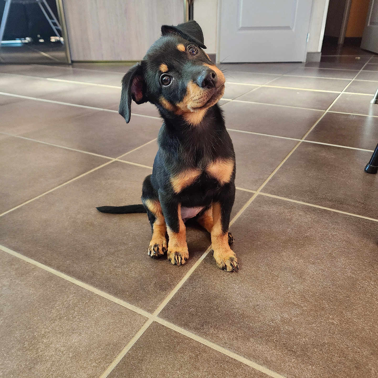 Vaïana a rejoint le concours — aidez-le/la à gagner de superbes lots ! accessories, animal, beagle, canine, dog, door, electricaldevice, hardwood, hound, indoors, interiordesign, labradorretriever, leash, microphone, path, pet, puppy, strap, tile, wood