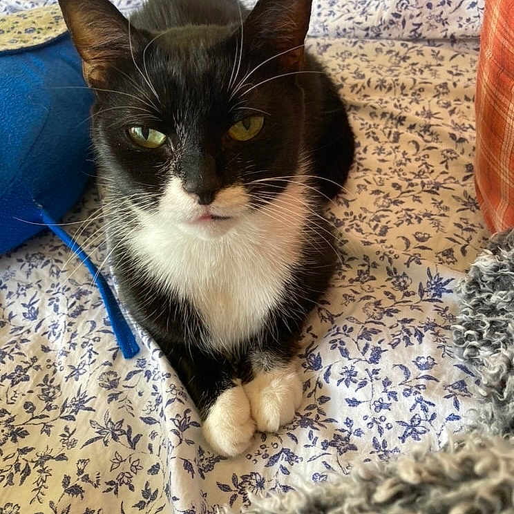 Willow Mena is registered to the contest to win money with this photo: cat, tuxedo_cat, pet, animal, indoor, bedspread, floral_pattern, relaxed, feline, closeup, whiskers, black_and_white, paws, resting, cute, cozy, domestic, fur, looking_at_camera, home