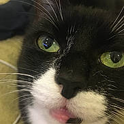 Willow Mena is registered to the contest to win money with this photo: cat, close_up, black_and_white, green_eyes, whiskers, tongue, pet, animal, cute, feline, face, portrait, indoor, playful, adorable, fur, muzzle, expression, closeup, domestic_cat