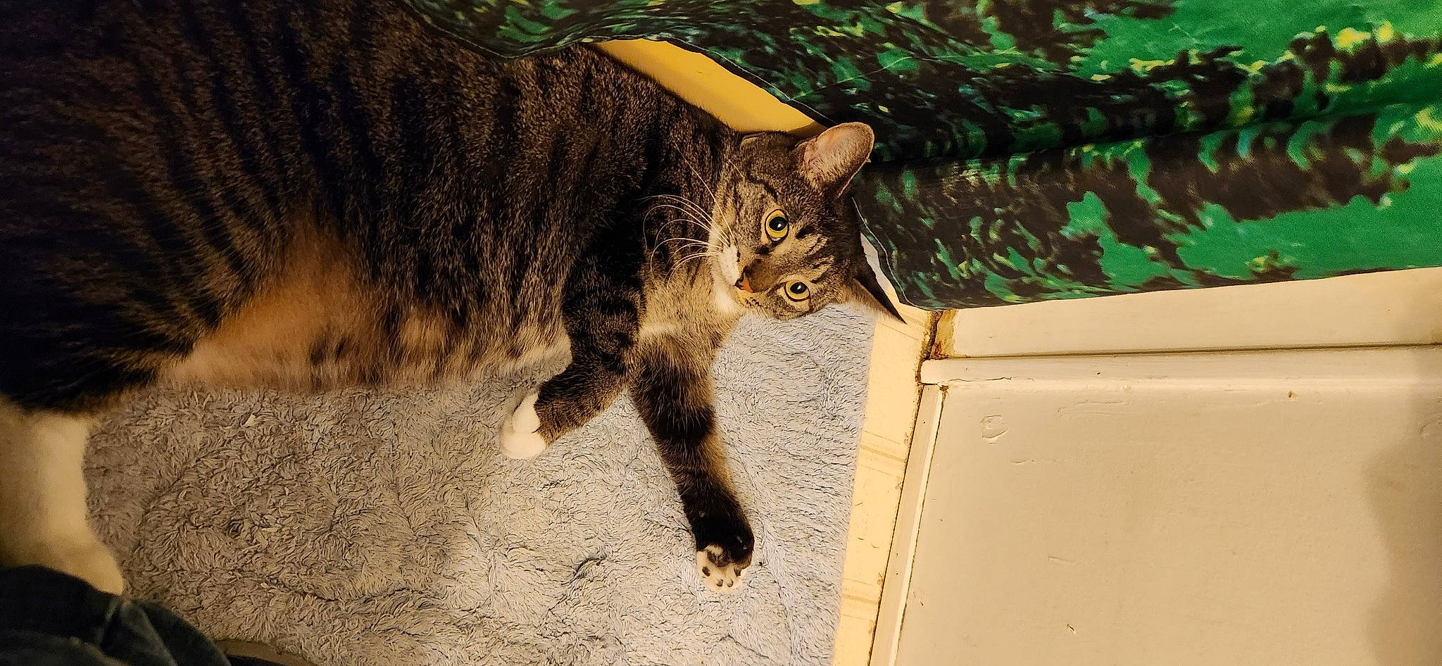 Tia joined the competition — help win amazing prizes! carnivore, cat, domestic_short_haired_cat, eye, fawn, felidae, fur, grass, paw, plant, road_surface, shadow, small_to_medium_sized_cats, snout, tail, terrestrial_animal, tree, whiskers, wildlife, wood