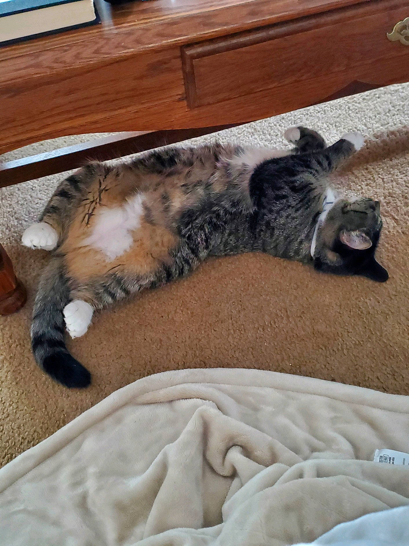 Tia joined the competition — help win amazing prizes! carnivore, cat, chair, comfort, companion_dog, dog_breed, domestic_short_haired_cat, felidae, floor, flooring, fur, grey, hardwood, human_leg, paw, small_to_medium_sized_cats, snout, tail, whiskers, wood