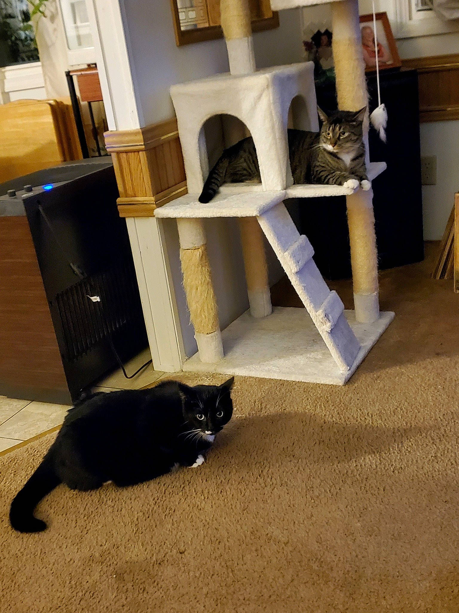 Boots joined the competition — help win amazing prizes! bookcase, carnivore, carpet, cat, cat_supply, felidae, floor, flooring, grey, hardwood, plywood, room, shelf, shelving, small_to_medium_sized_cats, table, tail, whiskers, wood, wood_stain