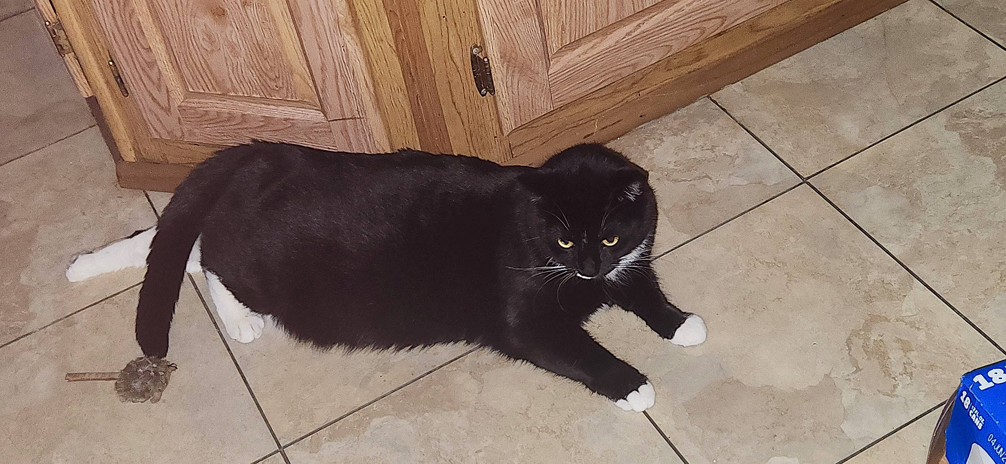 Boots joined the competition — help win amazing prizes! black_cat, bombay, carnivore, cat, claw, domestic_short_haired_cat, felidae, floor, flooring, fur, hardwood, paw, shadow, small_to_medium_sized_cats, snout, tail, terrestrial_animal, whiskers, wood, wood_stain