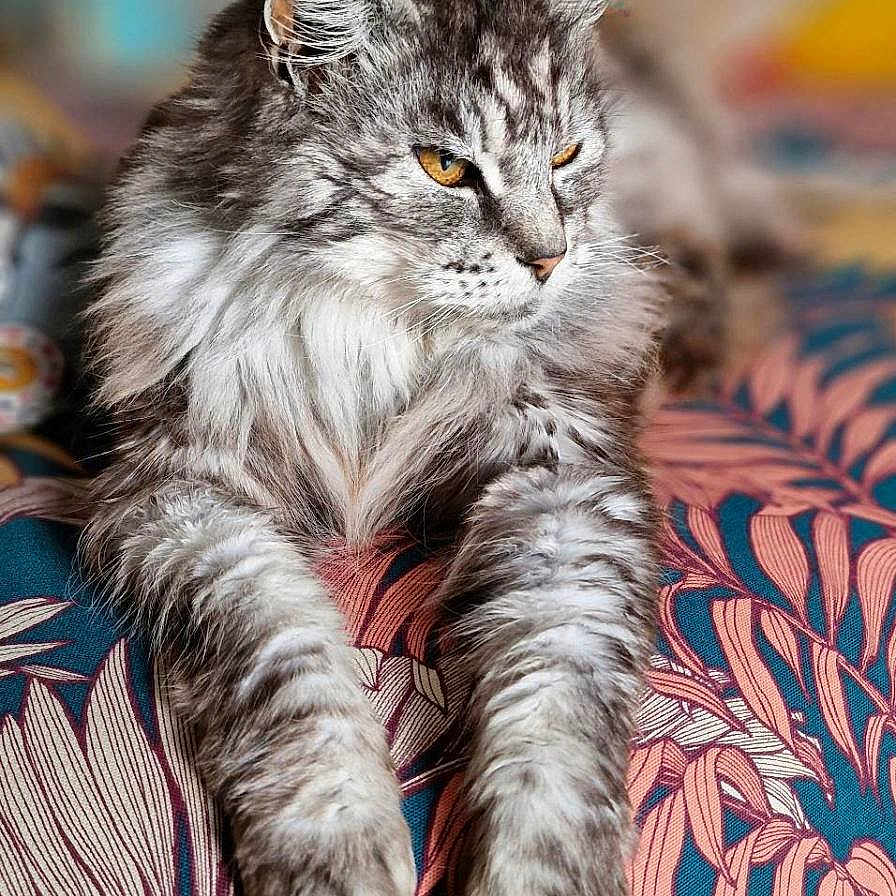 Hardik a rejoint le concours — aidez-le/la à gagner de superbes lots ! animal, cat, close_up, domestic_cat, ears, feline, fluffy, fur, indoor, lying_down, patterned_fabric, paws, pet, portrait, relaxed, resting, side_view, soft_light, tabby_cat, whiskers