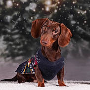 Chipo participe au concours pour gagner de l'argent avec cette photo : dog, dachshund, pet, animal, winter, snow, sweater, holiday, festive, cute, portrait, brown, fur, ears, outdoor, seasonal, background_blur, snowflakes, small_dog, curious