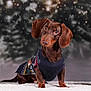 dog, dachshund, pet, animal, winter, snow, sweater, holiday, festive, cute, portrait, brown, fur, ears, outdoor, seasonal, background_blur, snowflakes, small_dog, curious