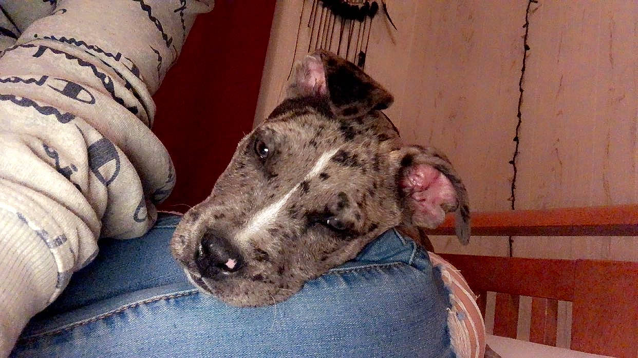 Apollo is registered to the contest to win money with this photo: canidae, carnivore, comfort, companion_dog, dog, dog_breed, fawn, foot, fur, guard_dog, human_leg, non_sporting_group, pattern, snout, sporting_group, terrestrial_animal, texas_heeler, whiskers, working_animal