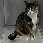 Daisy May is registered to the contest to win money with this photo: alert, cat, close_up, curious, domestic_animal, feline, fur_pattern, indoor, paws, pet, portrait, shelf, sitting, smooth_surface, tabby, tail, tortoiseshell, whiskers, white_chest, yellow_eyes