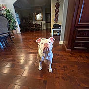 Ripley is registered to the contest to win money with this photo: animal, brown, bulldog, canine, chair, curious, decor, dog, flooring, furniture, home, indoors, living_room, mirror, pet, plant, table, wall_hanging, white, wooden_floor
