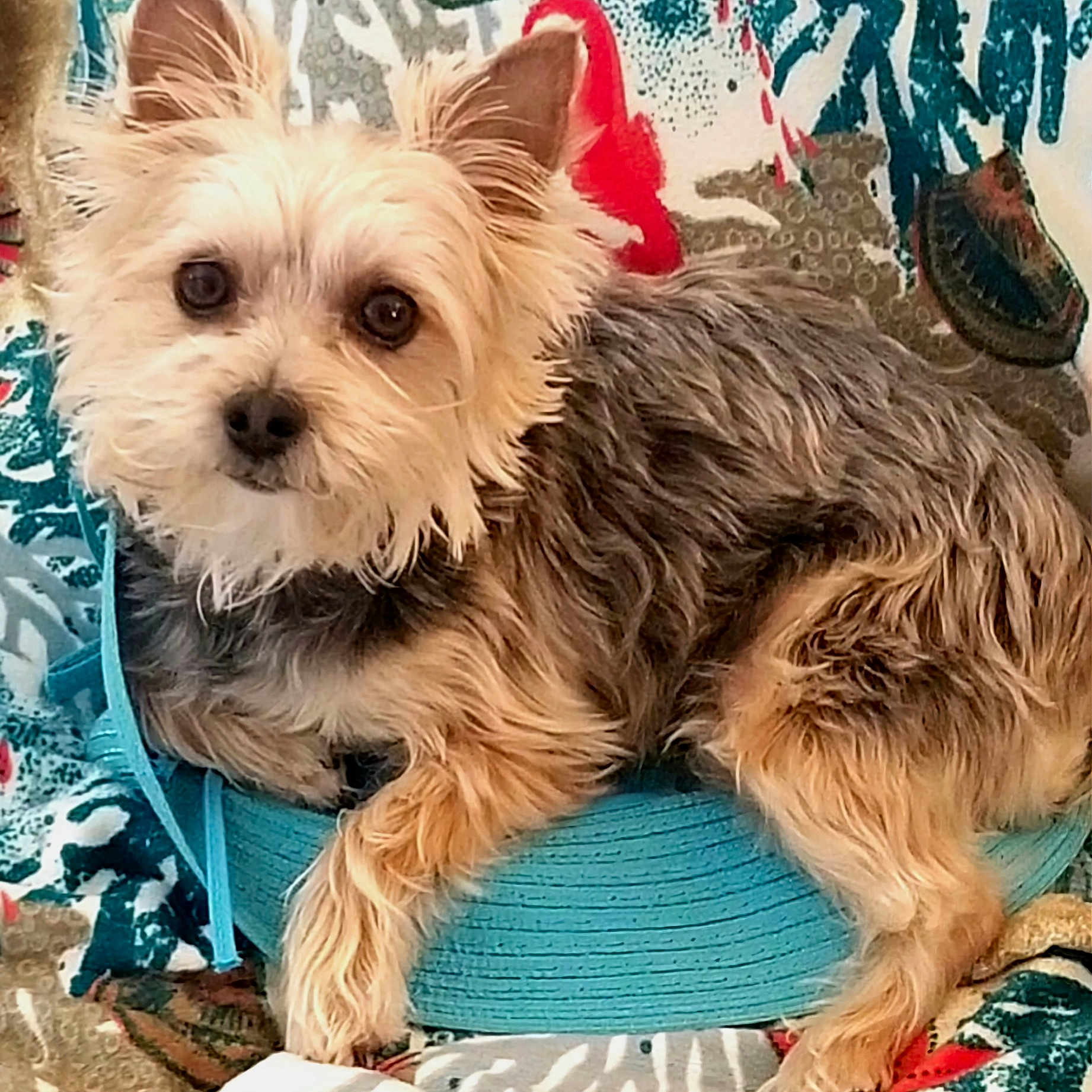 Fiona joined the competition — help win amazing prizes! biewer_terrier, blue, canidae, carnivore, companion_dog, dog, dog_breed, dog_supply, fashion_accessory, fawn, fur, plant, small_terrier, snout, sporting_group, terrier, toy_dog, working_animal, yorkipoo, yorkshire_terrier