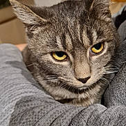 Milo a rejoint le concours — aidez-le/la à gagner de superbes lots ! cat, tabby, gray_cat, yellow_eyes, close_up, fur, whiskers, pet, indoor, cozy, texture, blanket, resting, animal, cute, face, ears, domestic_cat, feline, comfort