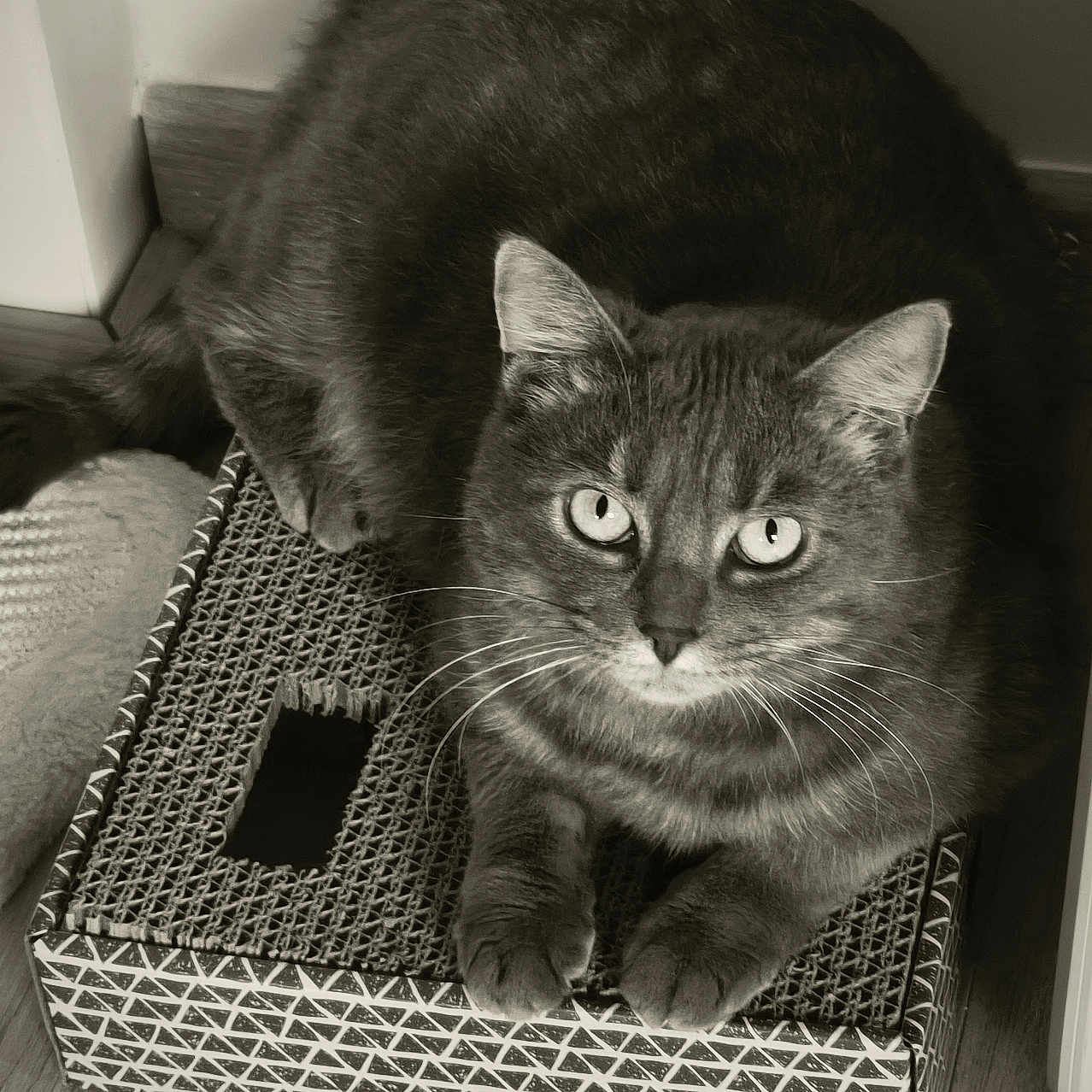 Milo